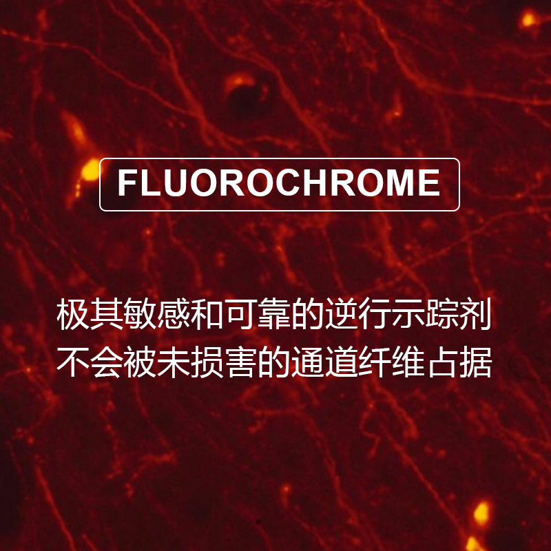 Fluorochrome公司 Fluoro-Gold 熒光金 現貨~